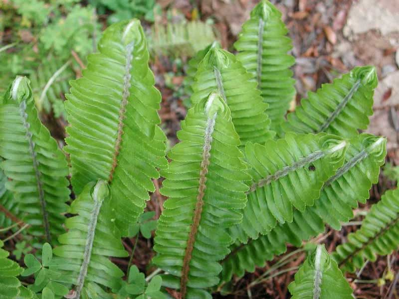Nephrolepis cordifolia / нефролепис сердцелистный