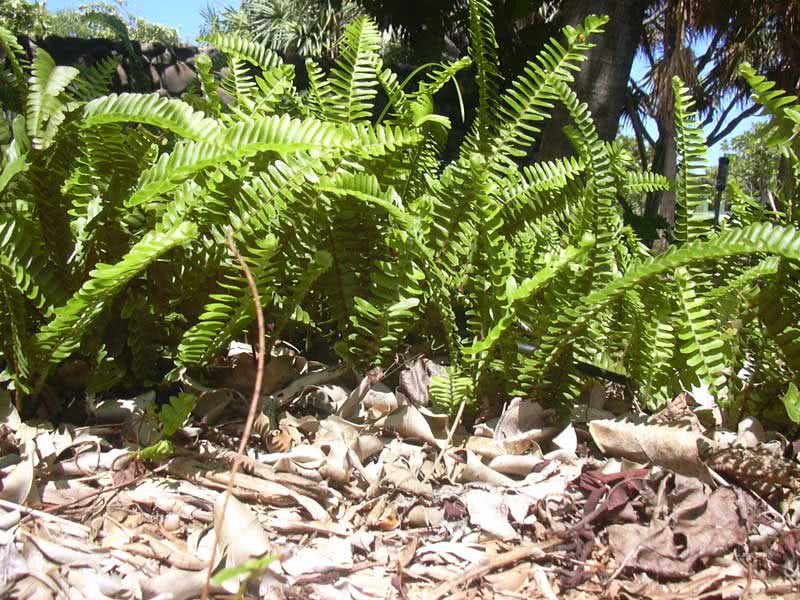 Nephrolepis cordifolia / нефролепис сердцелистный