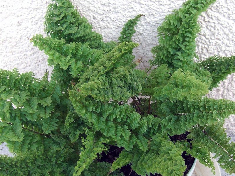 Nephrolepis exaltata / нефролепис возвышенный