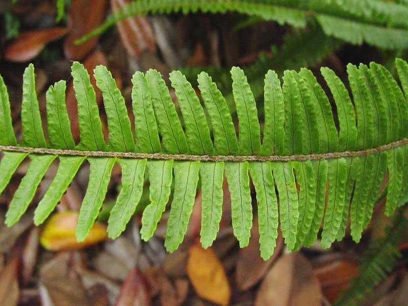 Nephrolepis exaltata / нефролепис возвышенный