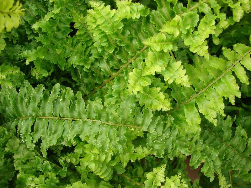 Nephrolepis exaltata / нефролепис возвышенный