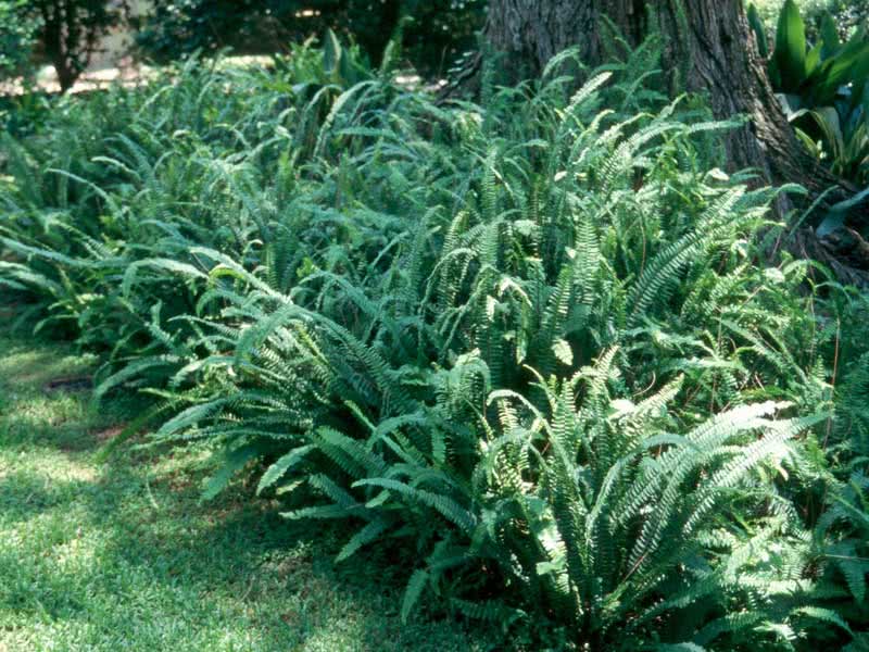 Nephrolepis exaltata / нефролепис возвышенный
