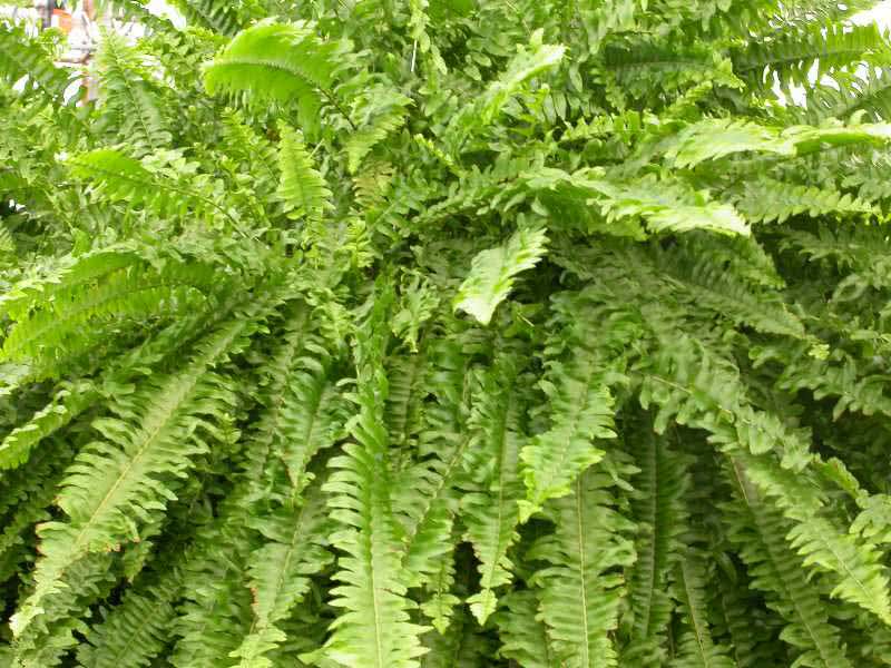 Nephrolepis exaltata / нефролепис возвышенный