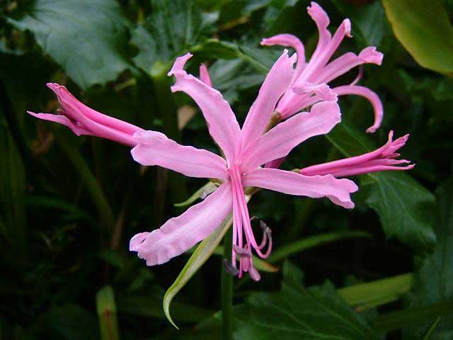 Nerine bowdenii / нерине Боудена