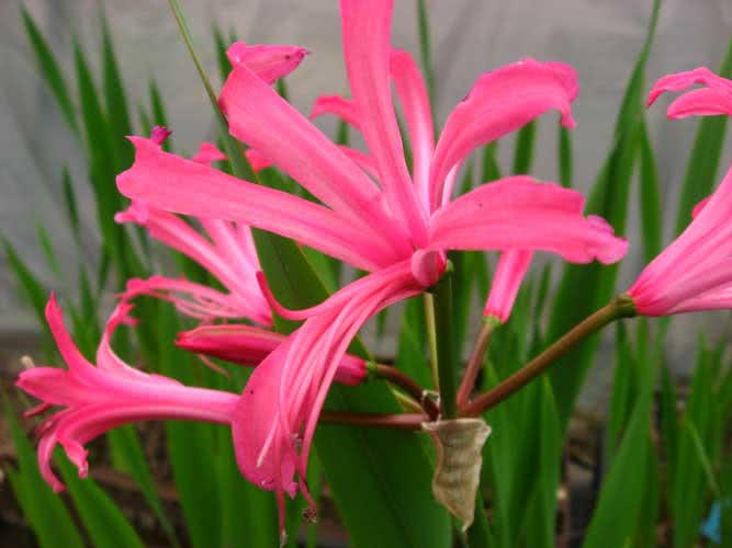 Nerine bowdenii / нерине Боудена