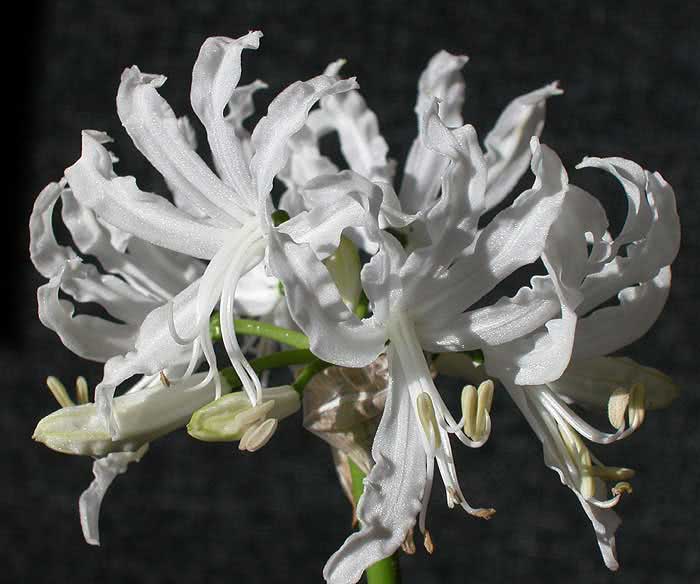 Nerine flexuosa / нерине извилистая