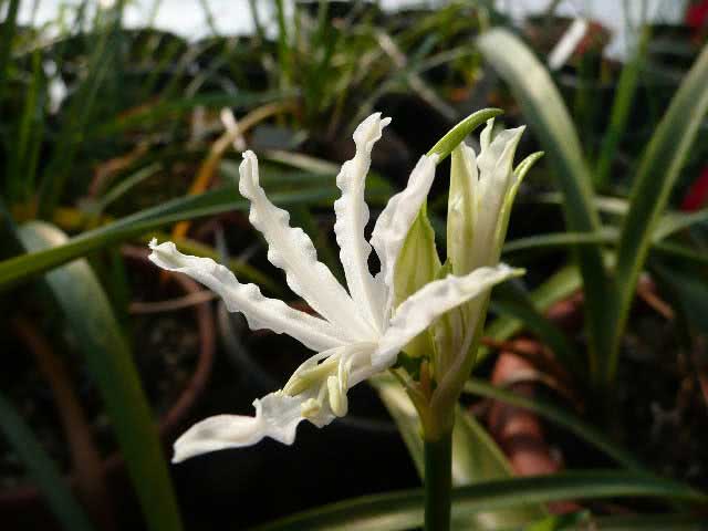 Nerine flexuosa / нерине извилистая