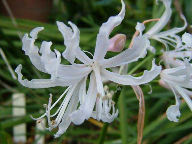 Nerine flexuosa / нерине извилистая