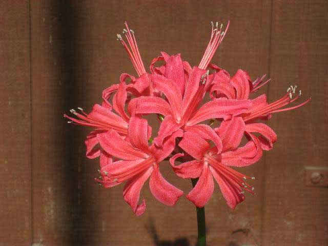 Nerine sarniensis / нерине сарнейская