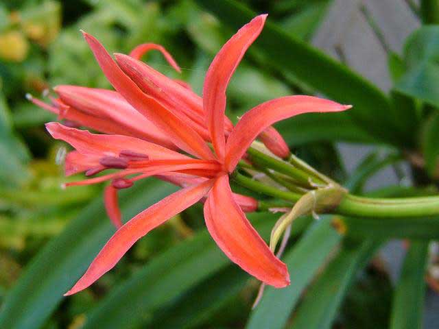 Nerine sarniensis / нерине сарнейская
