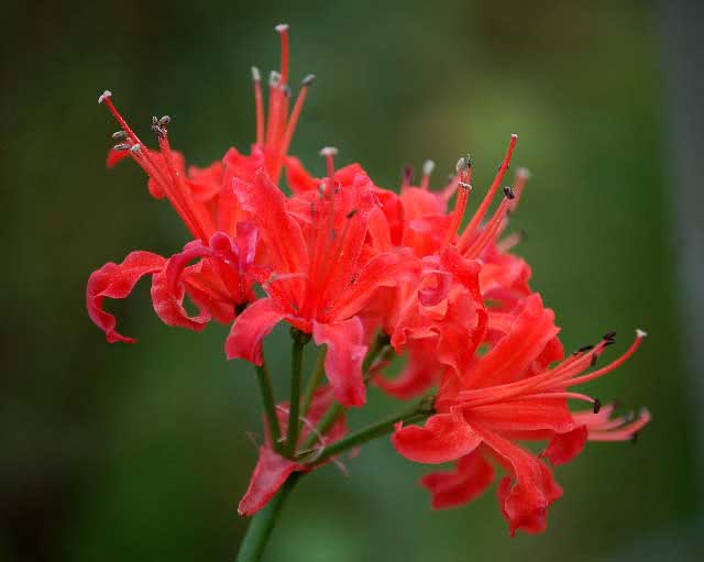Nerine sarniensis / нерине сарнейская