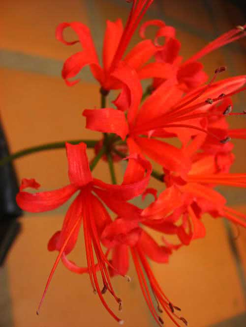 Nerine sarniensis / нерине сарнейская