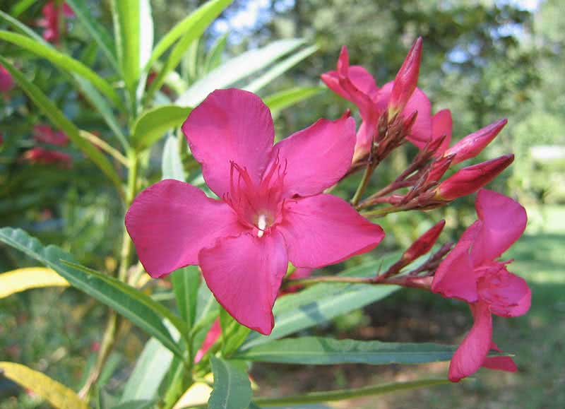 Nerium oleander (odorum or indicum) / олеандр обыкновенный (душистый или индийский)