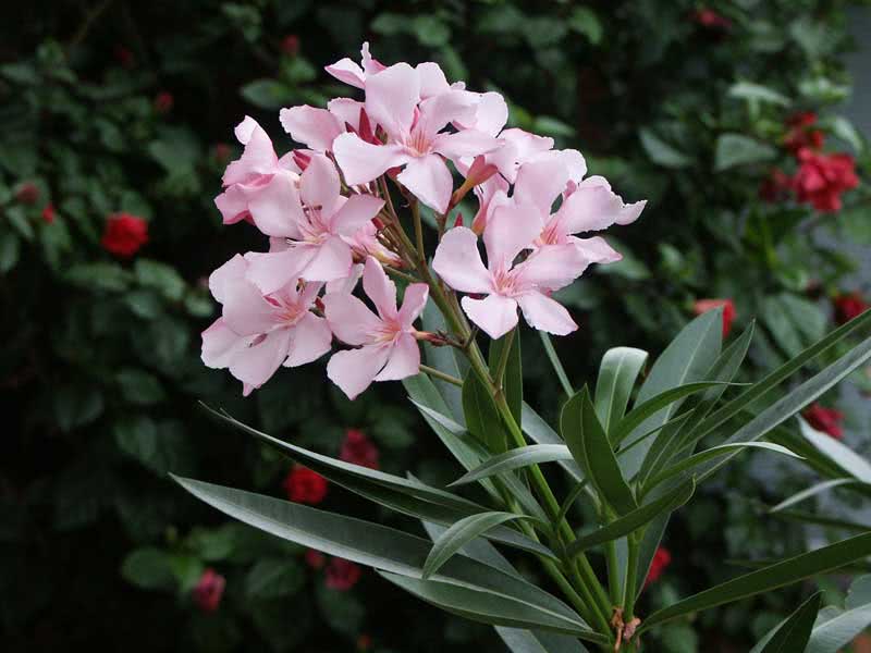 Nerium oleander (odorum or indicum) / олеандр обыкновенный (душистый или индийский)