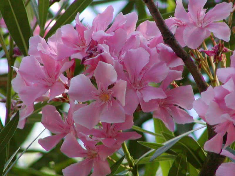 Nerium oleander (odorum or indicum) / олеандр обыкновенный (душистый или индийский)