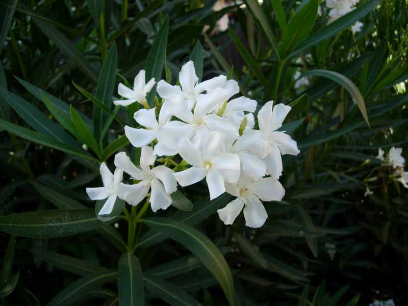 Nerium oleander (odorum or indicum) / олеандр обыкновенный (душистый или индийский)