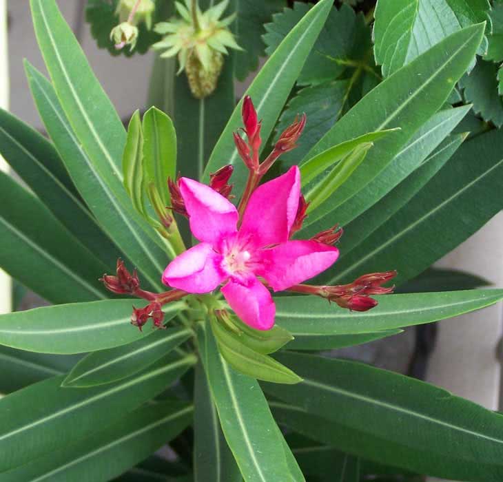 Nerium oleander (odorum or indicum) / олеандр обыкновенный (душистый или индийский)