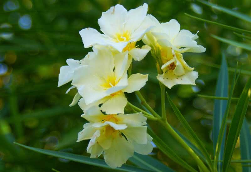 Nerium oleander (odorum or indicum) / олеандр обыкновенный (душистый или индийский)