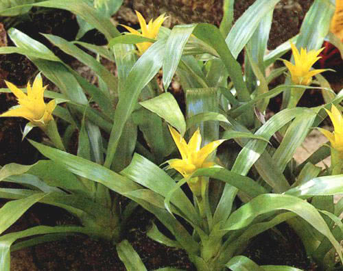 Nidularium billbergioides / Нідуляріум більбергієподібний
