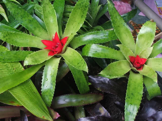Nidularium fulgens / Нідуляріум блискучий