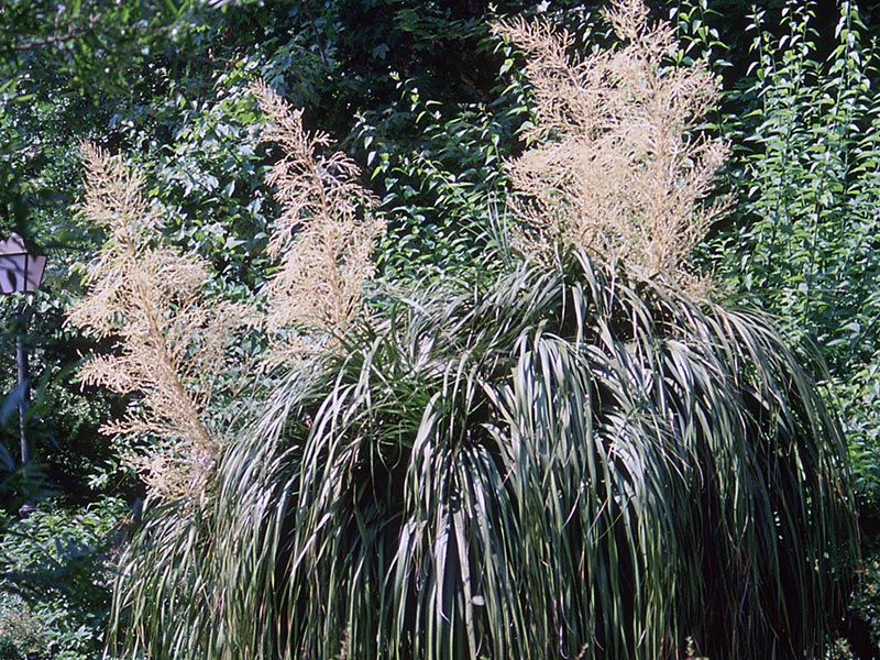 Nolina longifolia / нолина длиннолистая