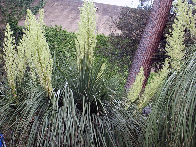 Nolina longifolia / нолина длиннолистая