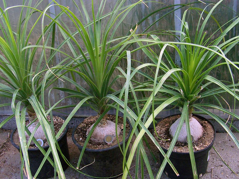 Nolina recurvata / нолина отогнутая