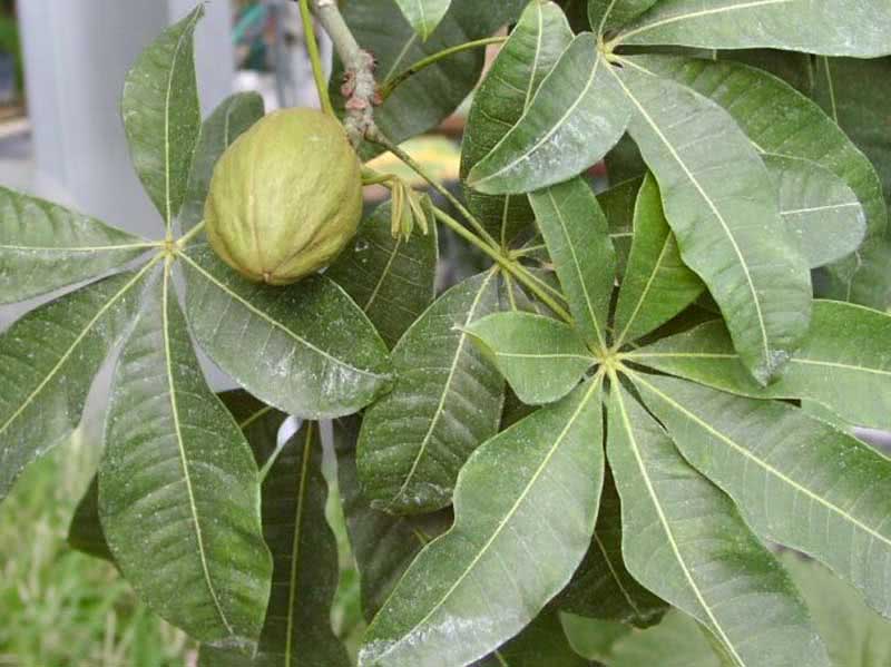 Pachira aquatica / пахира акватика (водная)
