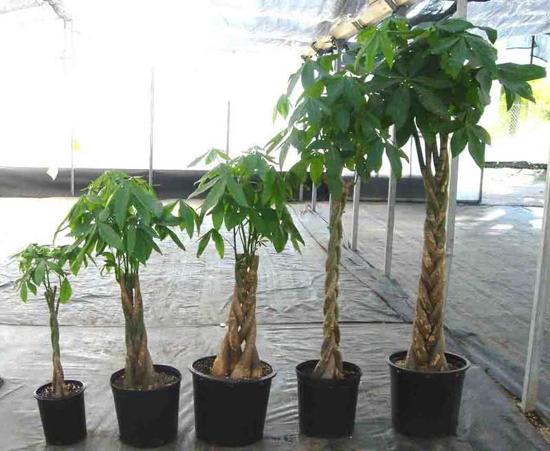 Pachira aquatica / пахира акватика (водная)