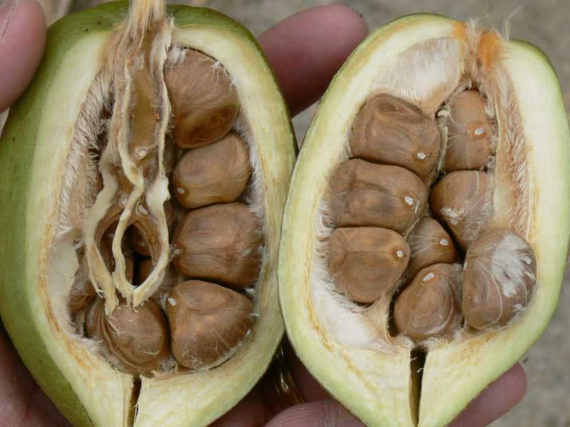 Pachira aquatica / пахира акватика (водная)