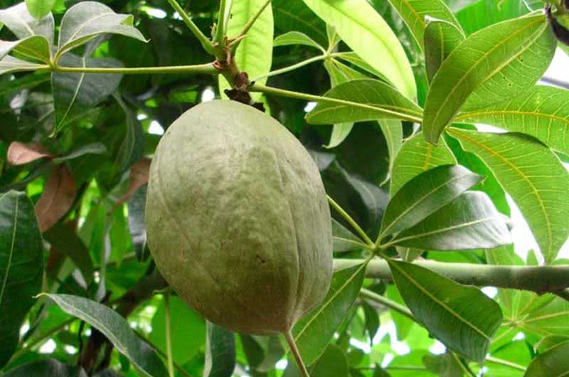 Pachira aquatica / пахира акватика (водная)
