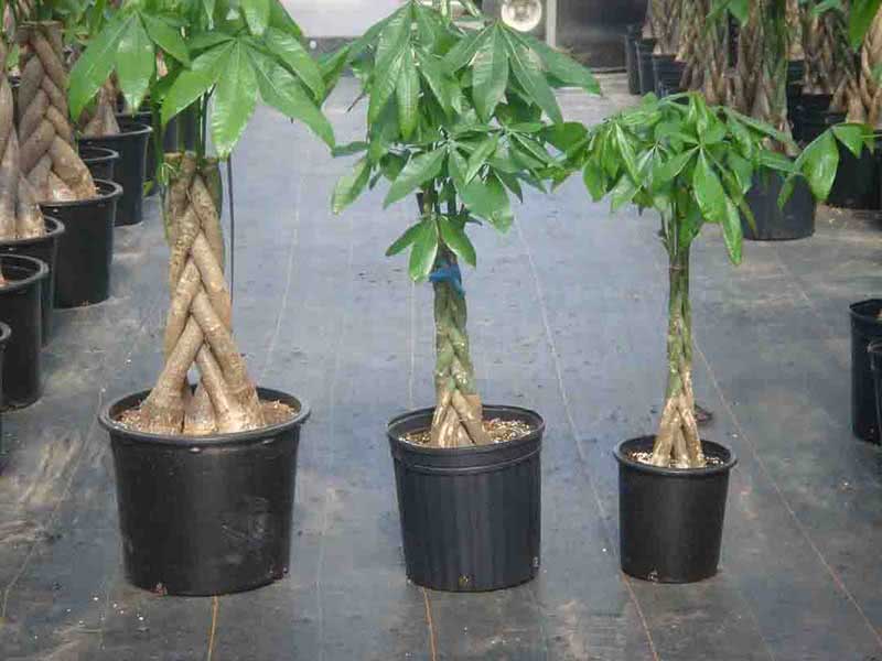 Pachira aquatica / пахира акватика (водная)