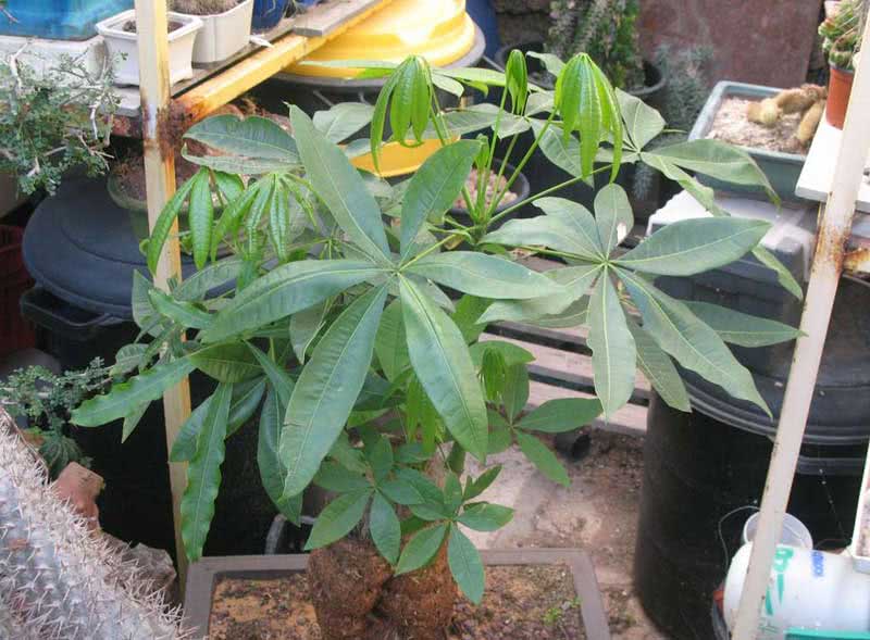 Pachira aquatica / пахира акватика (водная)