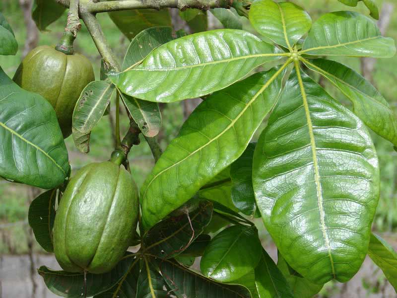 Pachira aquatica / пахира акватика (водная)