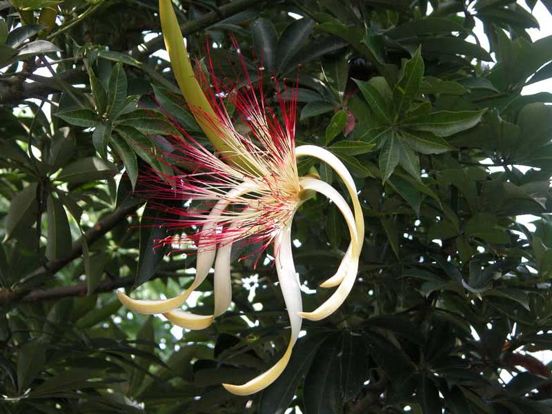 Pachira aquatica / пахира акватика (водная)