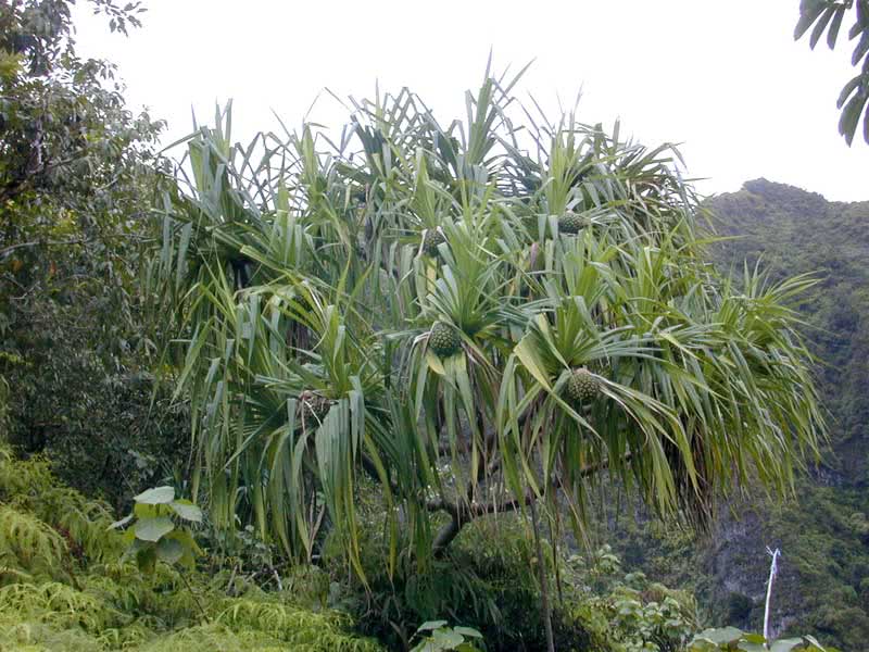 Pandanus tectorius / панданус прикрывающийся