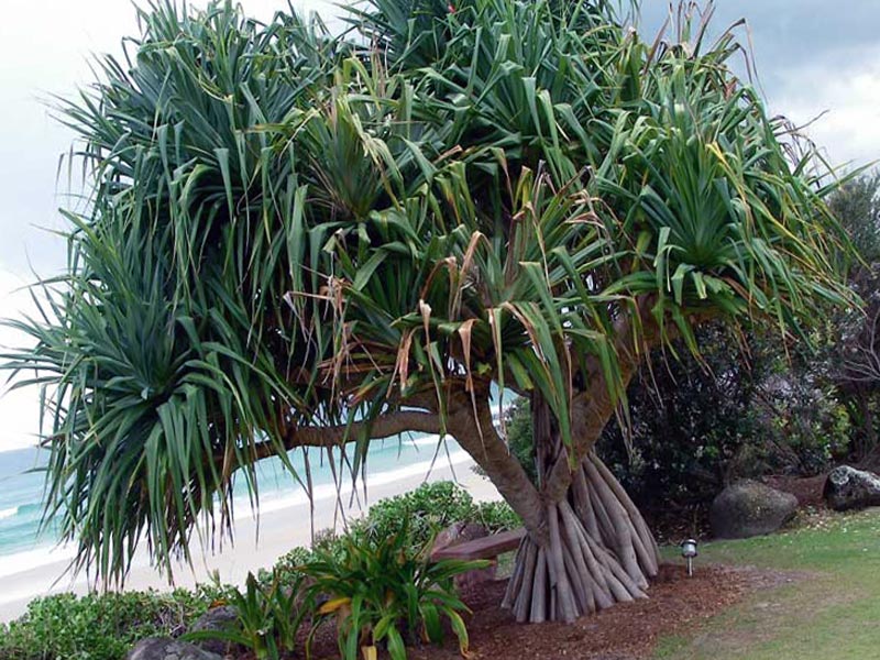Pandanus tectorius / панданус прикрывающийся