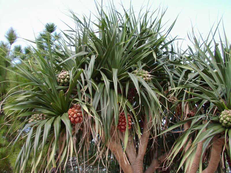 Pandanus tectorius / панданус прикрывающийся