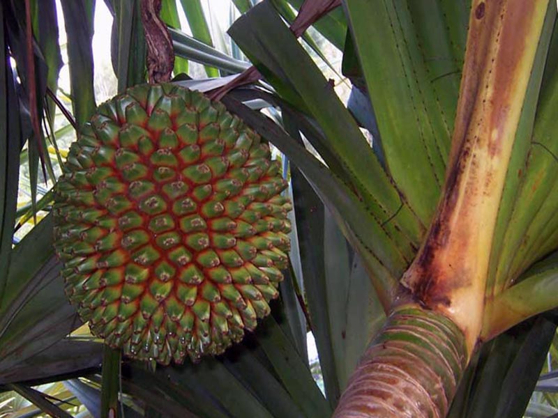Pandanus utilis / панданус полезный