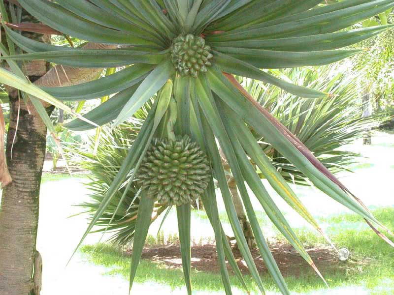Pandanus utilis / панданус полезный