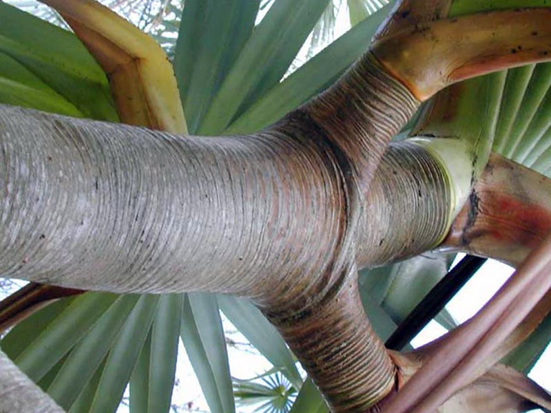 Pandanus utilis / панданус полезный