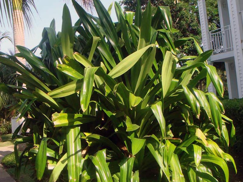 Pandanus veitchii / панданус Вейча (Вича)