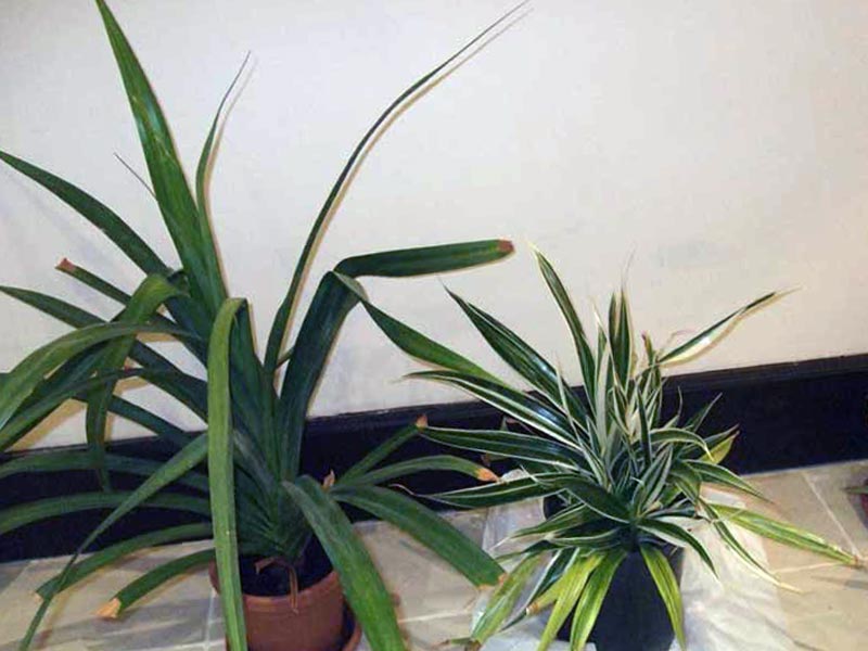 Pandanus veitchii / панданус Вейча (Вича)