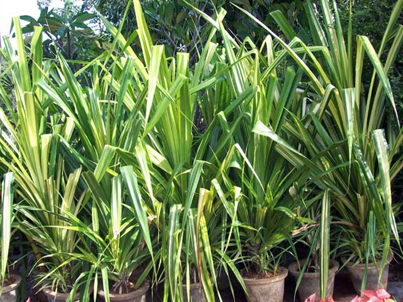 Pandanus veitchii / панданус Вейча (Вича)