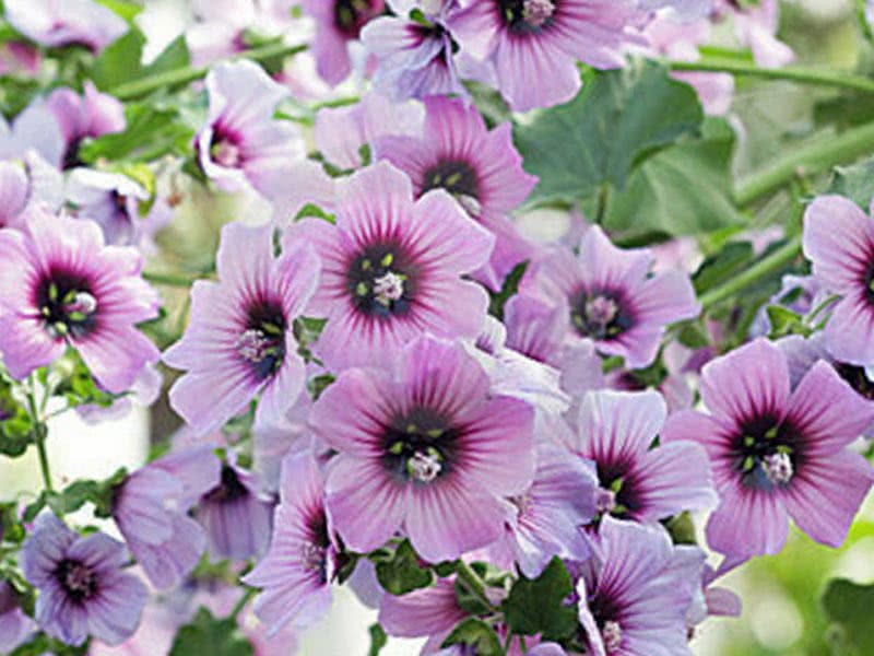 Pelargonium angulosum / пеларгония угловатая