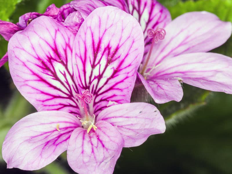 Pelargonium angulosum / пеларгония угловатая