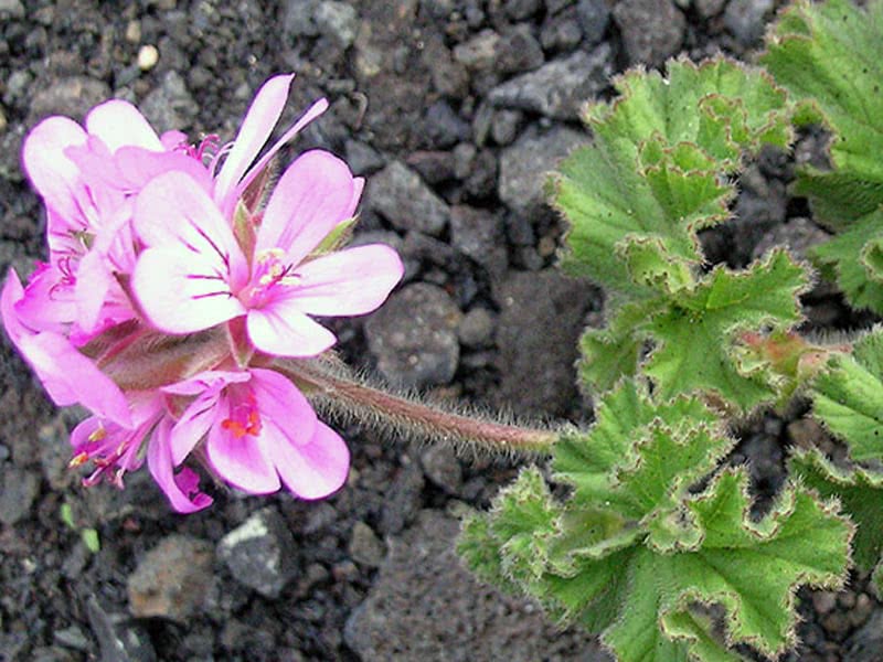 Pelargonium capitatum / пеларгония головчатая