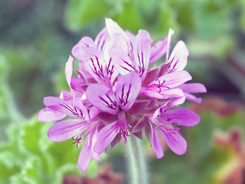 Pelargonium capitatum / пеларгония головчатая