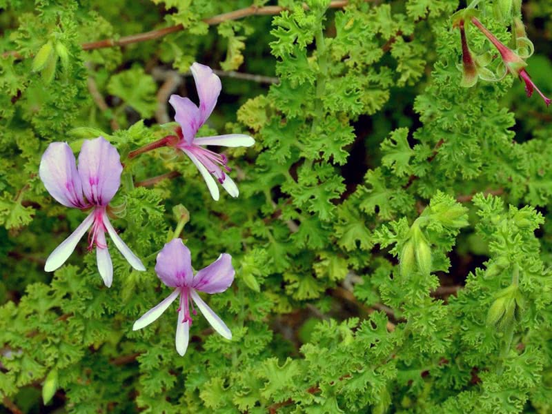 Pelargonium crispum / пеларгония курчавая