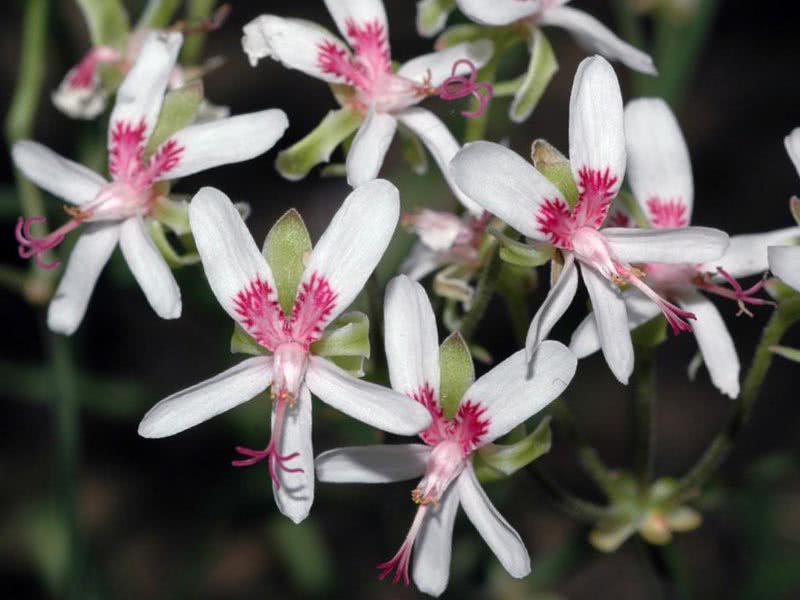 Pelargonium crithmifolium / пеларгония пушистолистная